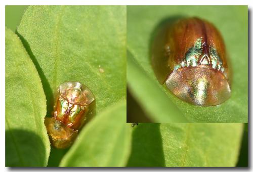 Réf. 180 734 : Cassida subreticulata