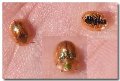 Réf. 180 735 : Cassida subreticulata