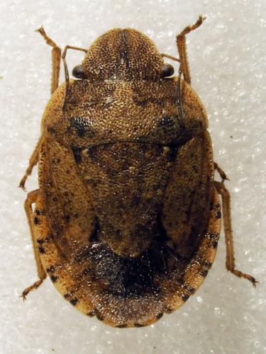 Réf. 180 425 : Sciocoris helferii