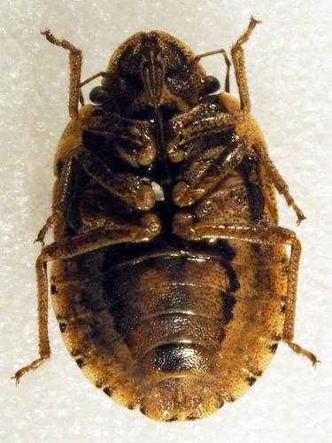 Réf. 180 426 : Sciocoris helferii