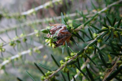 Dasineura ericaescopariae