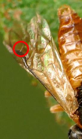 Athalia sp.
