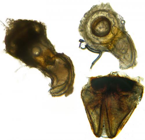 Drymus ryeii