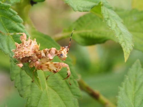 Réf. 180 265 : Pseudocreobotra ocellata