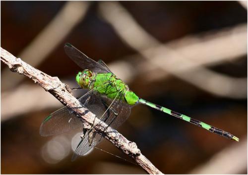 Réf. 180 695 : Erythemis vesiculosa