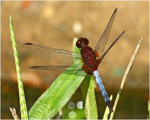 Erythrodiplax fusca