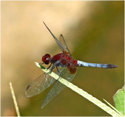 Erythrodiplax fusca