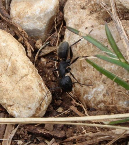 Réf. 180 412 : Camponotus vagus