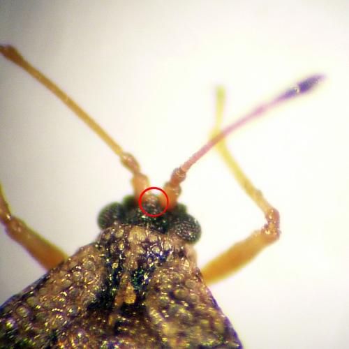 Dictyla convergens