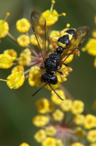 Cerceris rybyensis