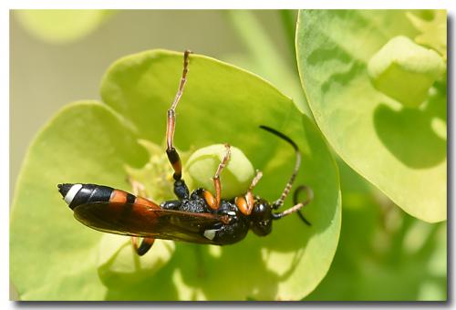 Réf. 180 367 : Ichneumon sarcitorius