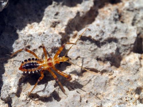 Rhynocoris sp.