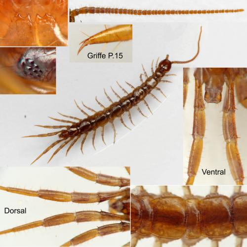 Lithobius delfossei