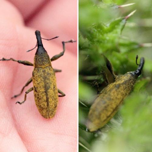 Lixus pulverulentus