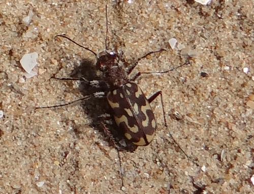 Réf. 180 535 : Lophyra flexuosa