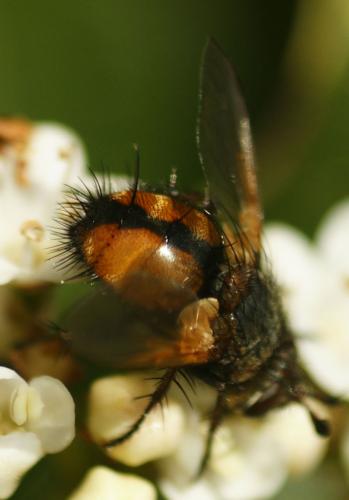 Réf. 180 243 : Tachina magnicornis