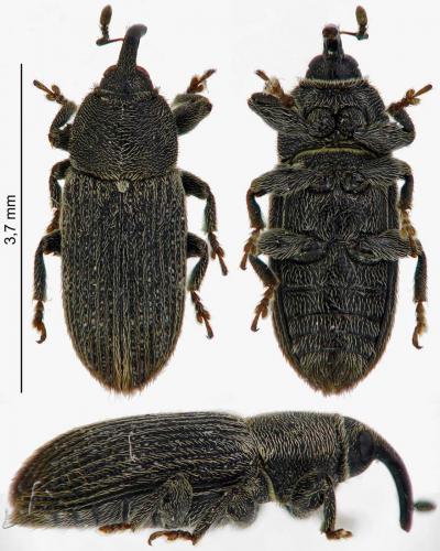 Réf. 180 662 : Mecinus pyraster