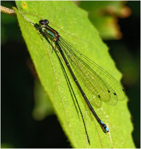 Mesamphiagrion rosseri