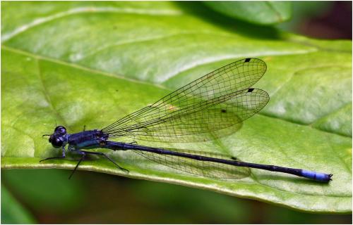 Mesamphiagrion rosseri