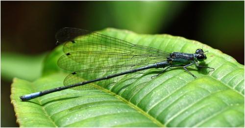 Mesamphiagrion rosseri