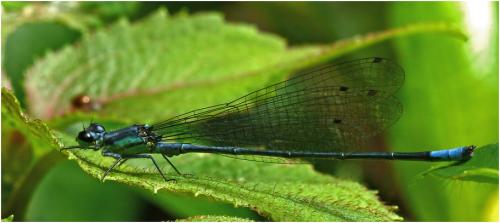 Mesamphiagrion rosseri