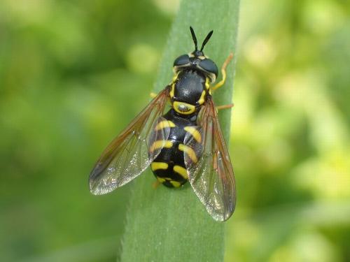Réf. 180 357 : Chrysotoxum intermedium