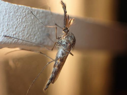 Ochlerotatus sp.