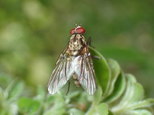 Hylemya vagans