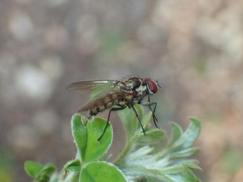 Hylemya vagans
