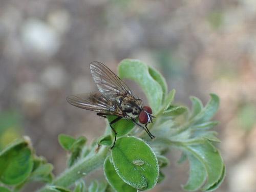 Hylemya vagans
