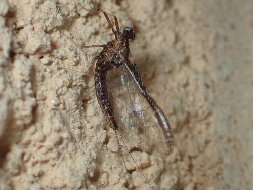 Réf. 180 198 : Cloeon dipterum