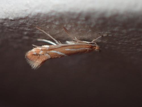 Réf. 180 094 : Phyllonorycter leucographella