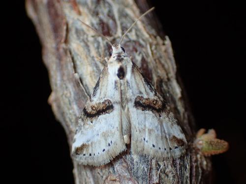 Réf. 180 091 : Zebeeba falsalis