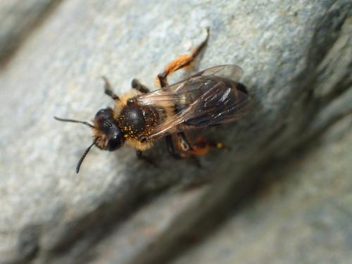 Andrena sp.