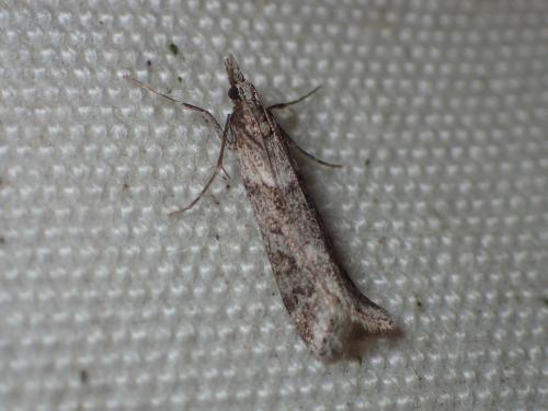 Réf. 180 301 : Eudonia angustea