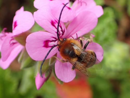 Eucera longicornis