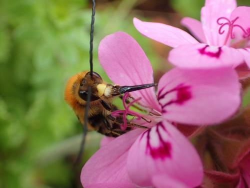 Eucera longicornis