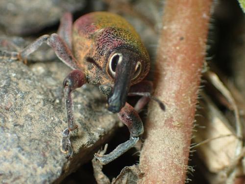Lixomorphus algirus