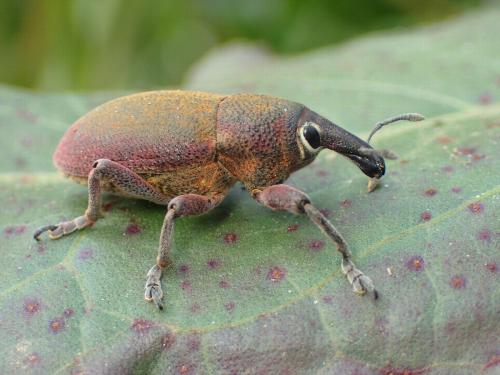 Lixomorphus algirus