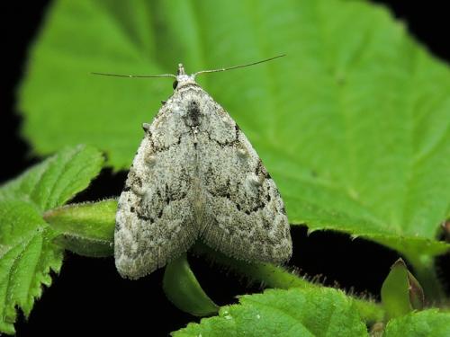 Réf. 180 892 : Nola confusalis