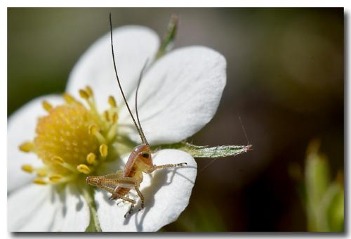 Tettigoniinae