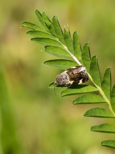 Réf. 180 871 : Acontia lucida