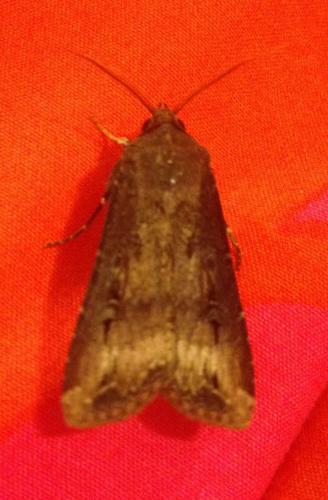 Réf. 180 341 : Agrotis ipsilon