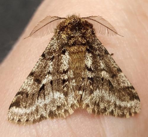 Lycia hirtaria