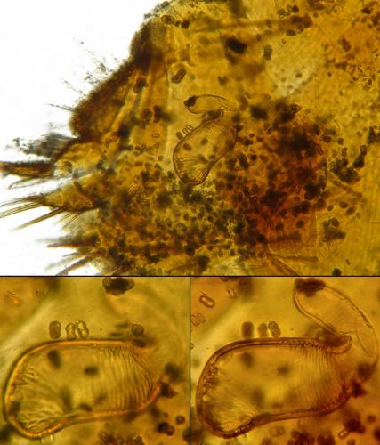 Ctenophthalmus assimilis