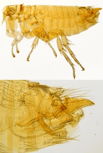 Ctenophthalmus assimilis