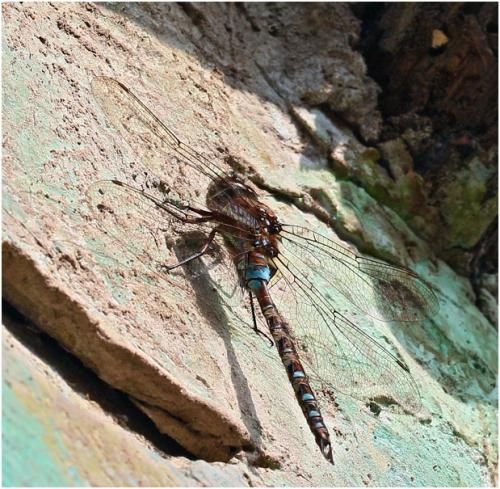 Rhionaeschna marchali