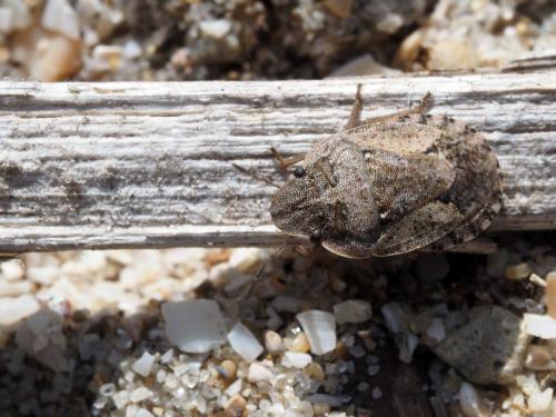 Réf. 180 424 : Sciocoris helferii