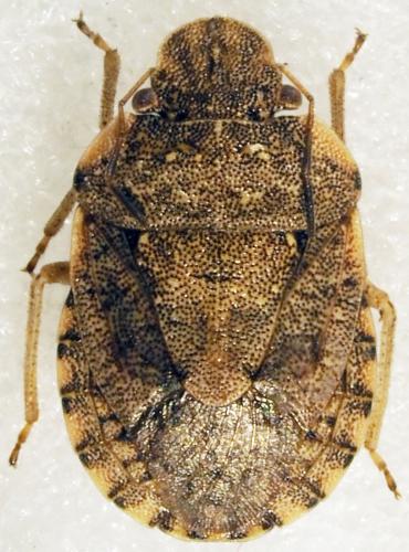 Réf. 180 668 : Sciocoris sp.