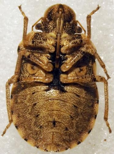 Réf. 180 669 : Sciocoris sp.